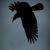 :iconcorvus-silvestris: