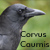 :iconcorvuscaurnis: