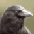 :iconcorvusjette: