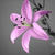 :iconcorydra: