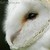 :iconcoryn11: