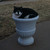 :iconcosmatic-architect: