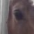 :iconcosmic-horse: