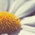 :iconcosmic-kitty:
