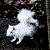 :iconcosmic-squirrel: