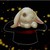 :iconcosmic-wallaby: