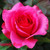 CosmicRose67 :iconcosmicrose67: