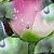 :iconcotton-candy101: