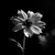 :iconcottonflower7: