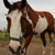 :iconcounter-canter: