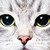 :iconcounterpaint: