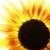 :iconcountessolyvia: