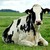 :iconcowbella:
