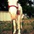 :iconcowboysandangels96:
