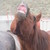 :iconcowgirl-red: