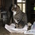 :iconcowgirl4evr123: