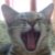 :iconcowgirlbychoice999: