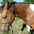 :iconcowgirluntamed: