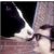 :iconcowpops: