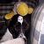 :iconcows-go-oink: