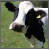 :iconcows12345: