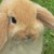:iconcowsgomoooo: