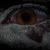 :iconCoy-ote: