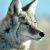 :iconcoyabbit: