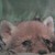 :iconcoyotepuppy: