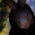 :iconcoyotesmile: