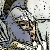 :iconcpl-hawke:
