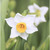 :iconcpon152: