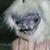 :iconcrabplant: