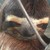 :iconcrackerpattiez: