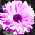 :iconcrackersandtwinkies: