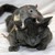 :iconcraftyshanna: