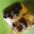 :iconcraig-meyer: