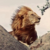 :iconcraig-roger-lyon: