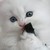 :iconcranberries-cats: