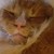 :iconcrapehanger: