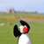 :iconcrasterthepuffin:
