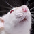 :iconcravatt:
