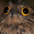 :iconcrayzywolfmoon: