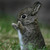 CrazedBunny-26857 :iconcrazedbunny-26857: