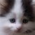 :iconcrazy-hedgie: