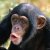 :iconcrazy-monkey: