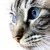 :iconcrazy-stickeh: