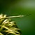 :iconcrazy4nature: