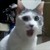 :iconcrazycat211: