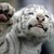 :iconcrazycat6022: